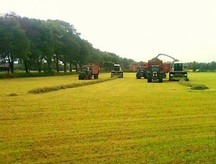 Gras hakselen