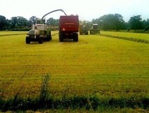 Gras hakselen