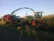 Maisoogst