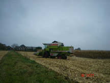 Maisoogst